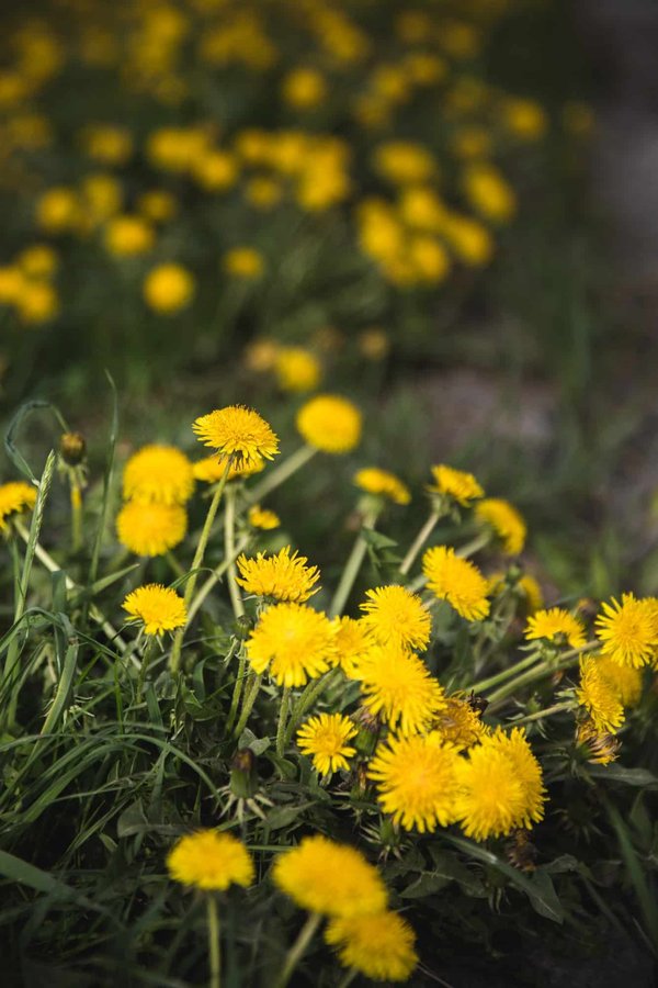 Pourquoi cultiver les pissenlits dans son jardin ?