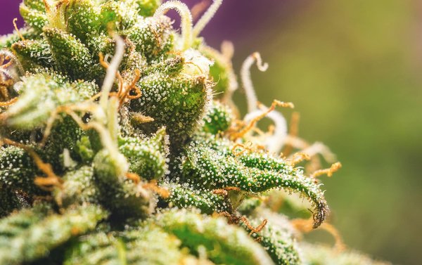 Quels sont les usages médicaux de la résine de CBD ?