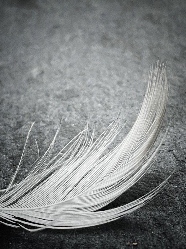 Comment dessiner une plume?