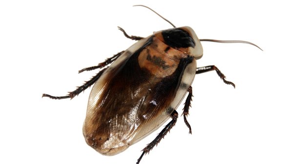 Stop aux blattes ! Une intervention professionnelle est essentielle