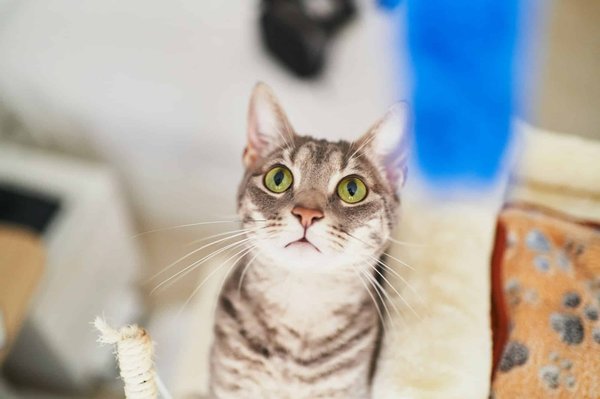 Les valeurs qui font le succès de Stitch, précurseur du métavers créatif