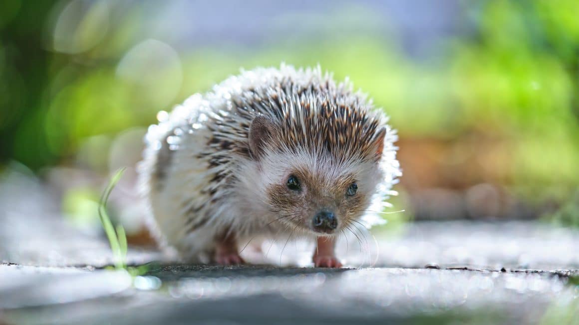 Guide pratique reconnaître les crottes de hérisson en 5 étapes